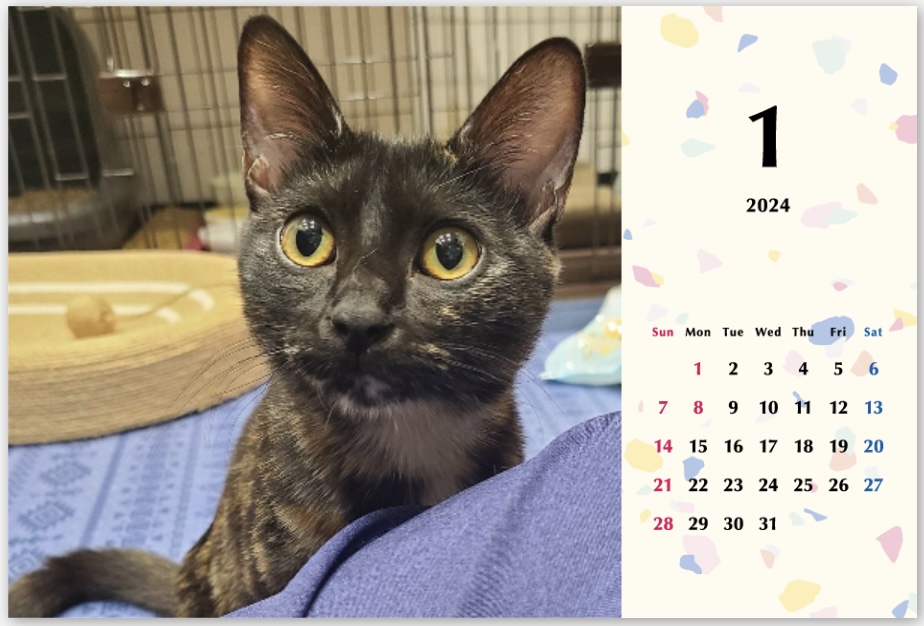 タピオカ2024年カレンダーの画像