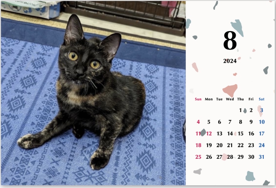 タピオカ2024年カレンダーの画像