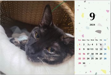 タピオカ2024年カレンダーの画像