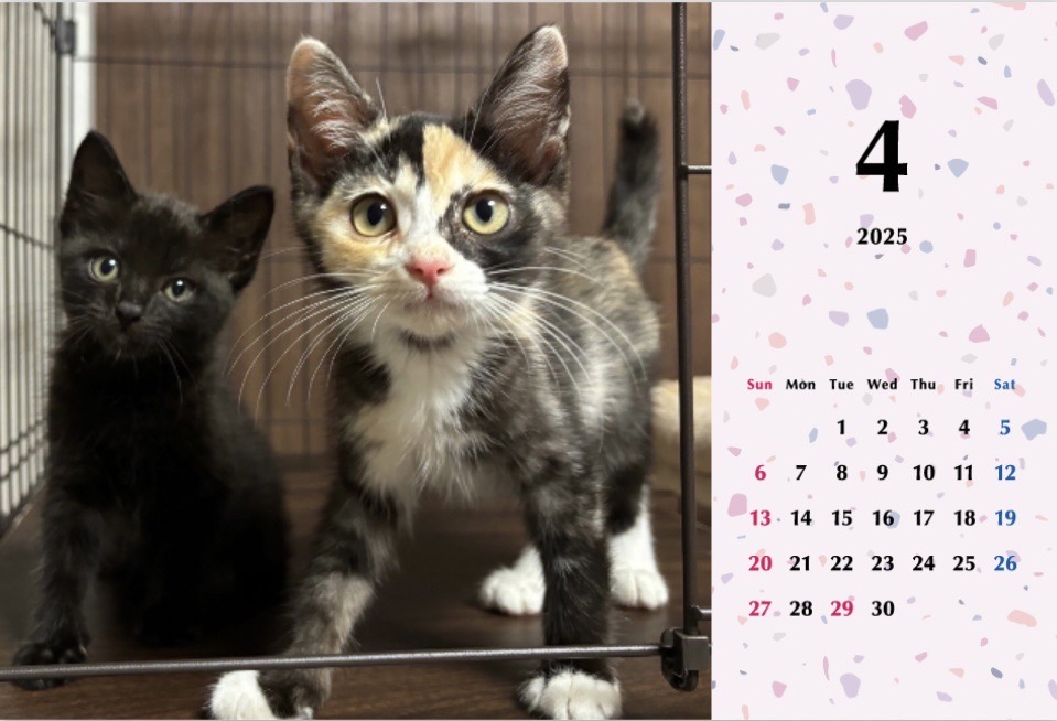 子猫ーズ 2025年カレンダーの画像