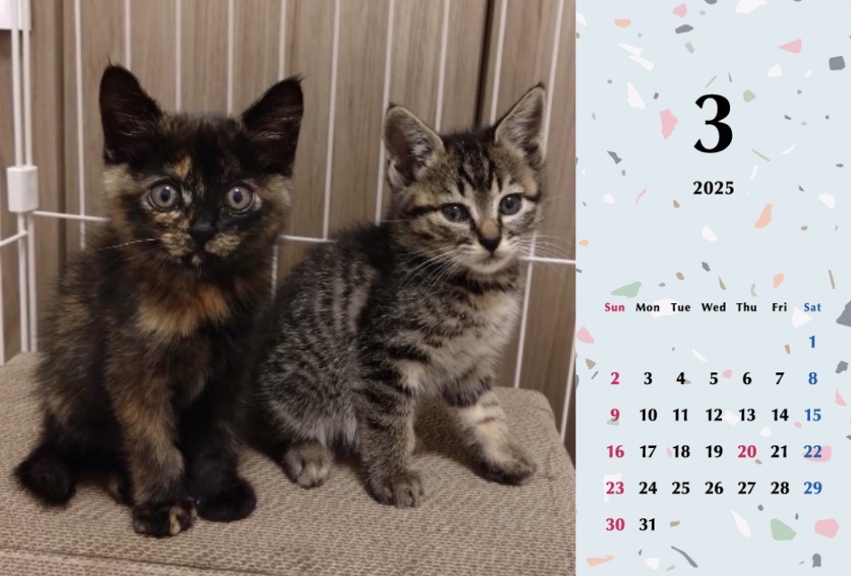 子猫ーズ 2025年カレンダーの画像