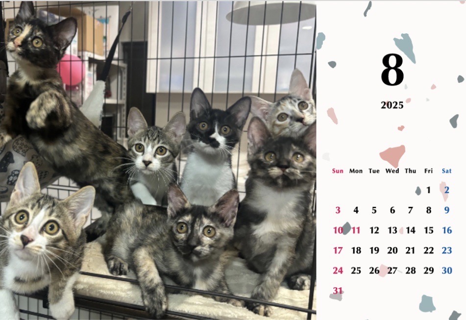 子猫ーズ 2025年カレンダーの画像