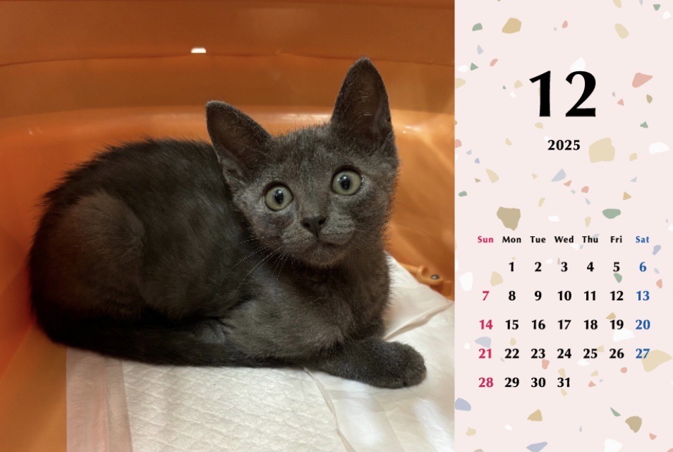 子猫ーズ 2025年カレンダーの画像