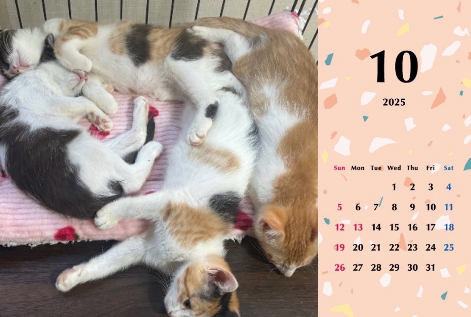 子猫ーズ 2025年カレンダーの画像