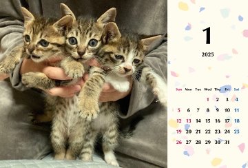 子猫ーズ 2025年カレンダーの画像