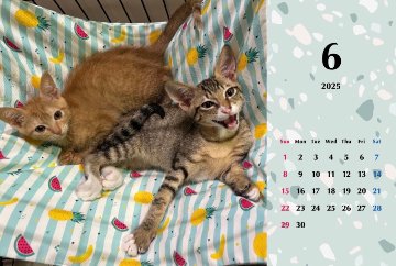 子猫ーズ 2025年カレンダーの画像