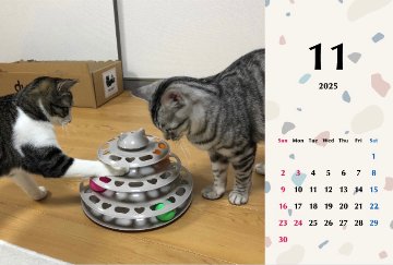 あられマカロンチョコ2025年カレンダーの画像