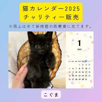 こぐま2025年カレンダーの画像