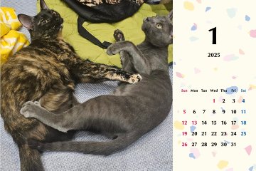 タピオカマーブル2025年カレンダーの画像