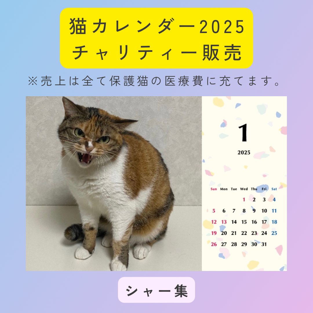 シャー集2025年カレンダーの画像