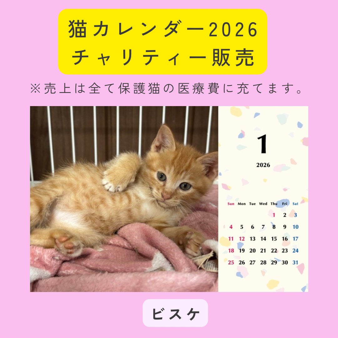 ビスケ2026年カレンダーの画像