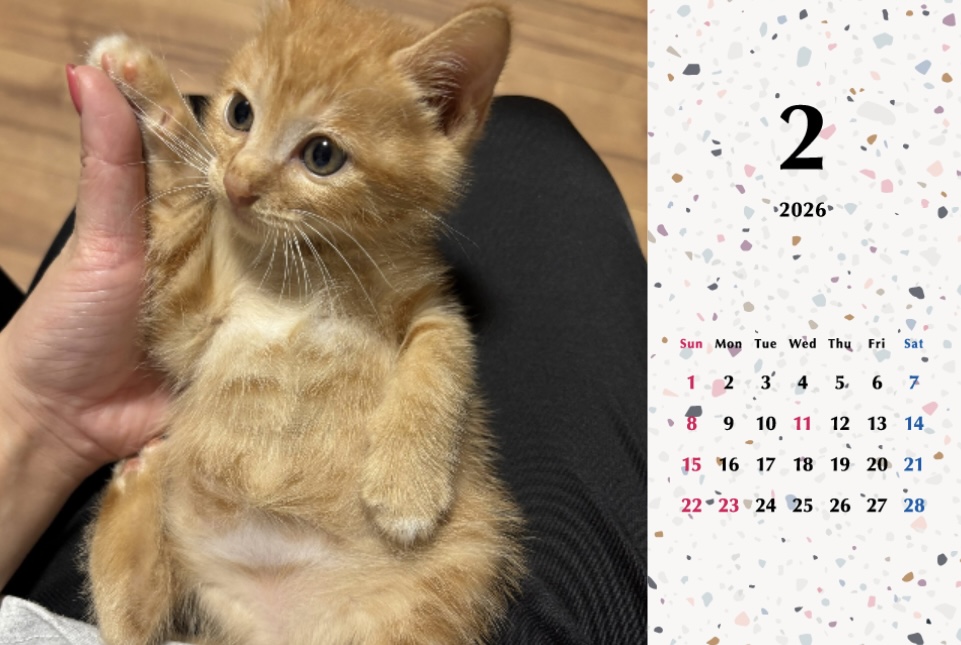 ビスケ2026年カレンダーの画像