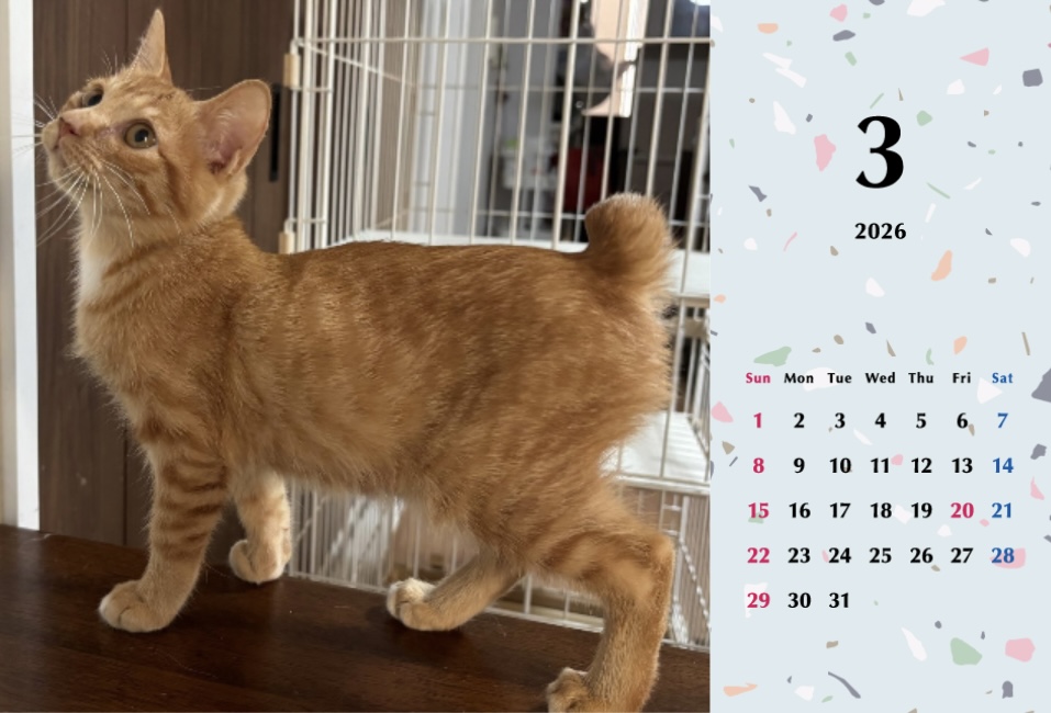 ビスケ2026年カレンダーの画像