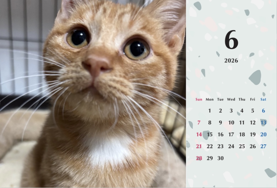 ビスケ2026年カレンダーの画像