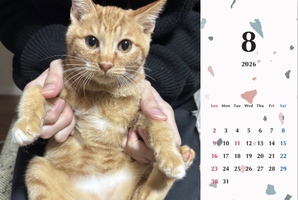 ビスケ2026年カレンダーの画像