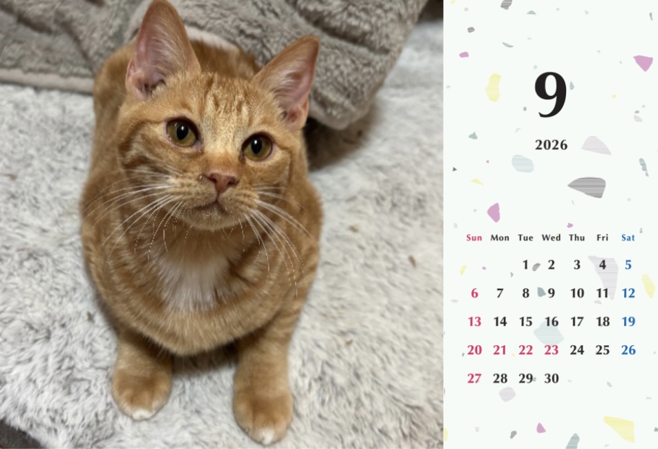 ビスケ2026年カレンダーの画像