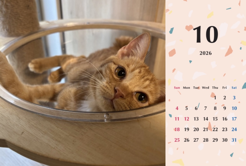 ビスケ2026年カレンダーの画像