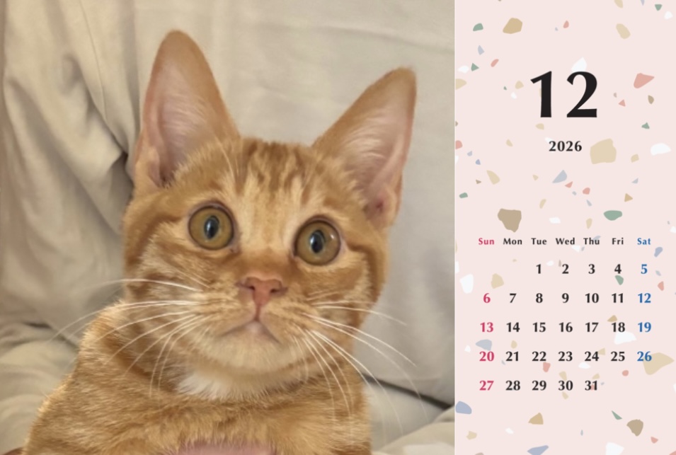 ビスケ2026年カレンダーの画像