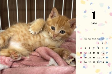 ビスケ2026年カレンダーの画像