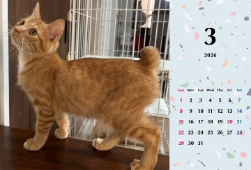 ビスケ2026年カレンダーの画像