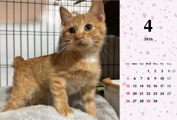 ビスケ2026年カレンダーの画像