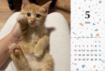 ビスケ2026年カレンダーの画像