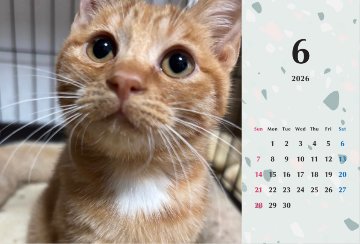 ビスケ2026年カレンダーの画像