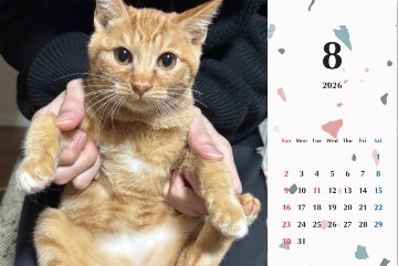 ビスケ2026年カレンダーの画像