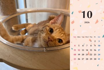 ビスケ2026年カレンダーの画像