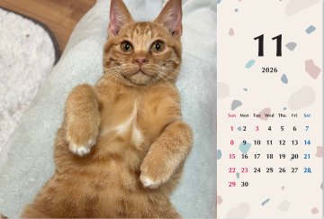 ビスケ2026年カレンダーの画像