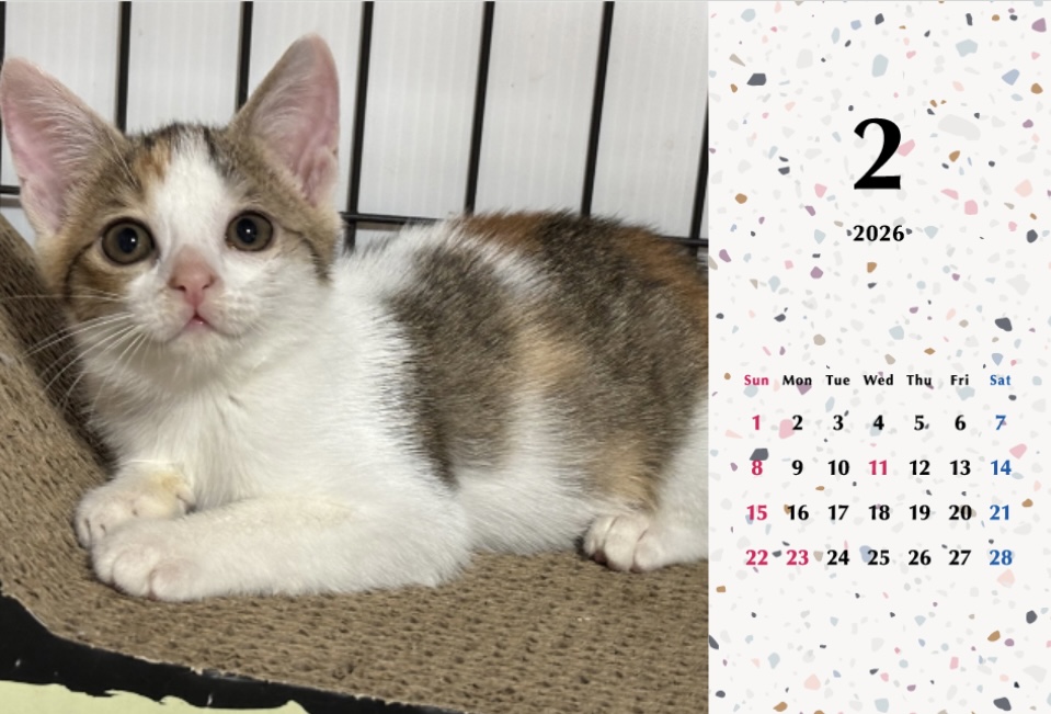 いよかん2026年カレンダーの画像