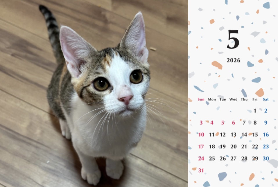 いよかん2026年カレンダーの画像