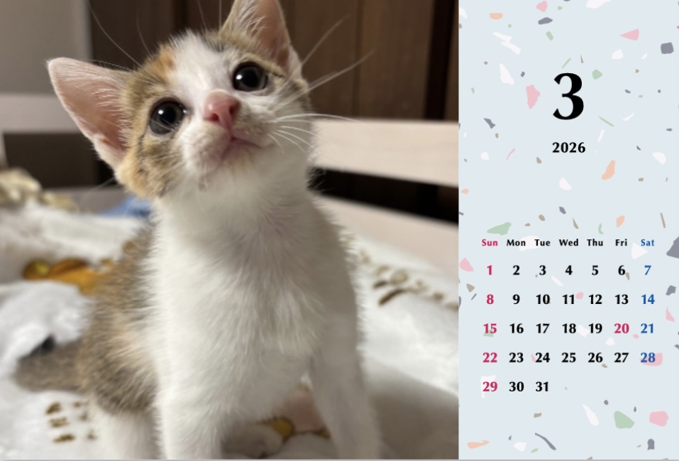 いよかん2026年カレンダーの画像