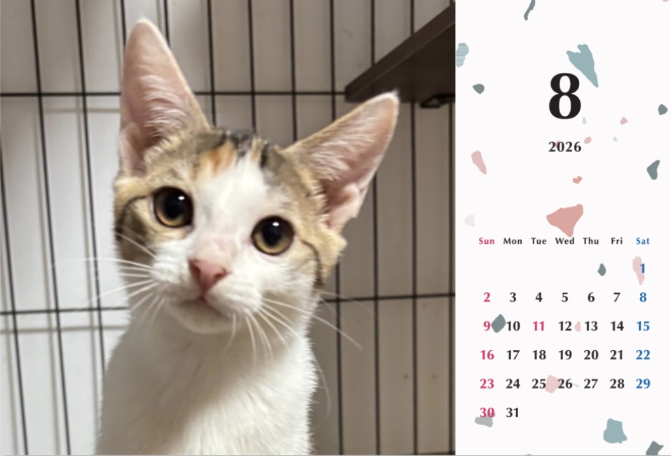 いよかん2026年カレンダーの画像