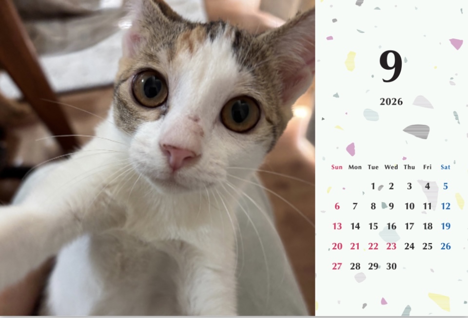 いよかん2026年カレンダーの画像