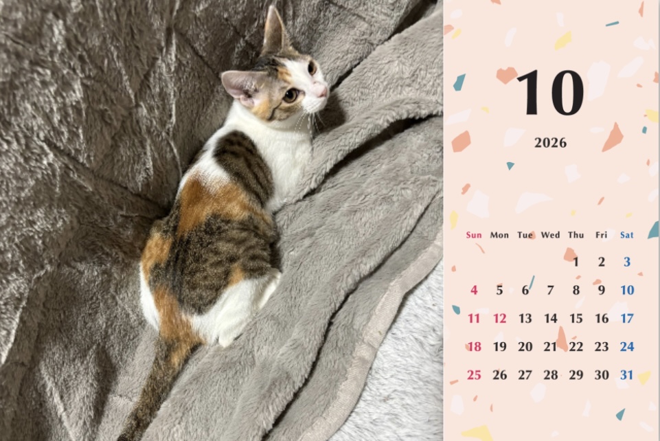 いよかん2026年カレンダーの画像