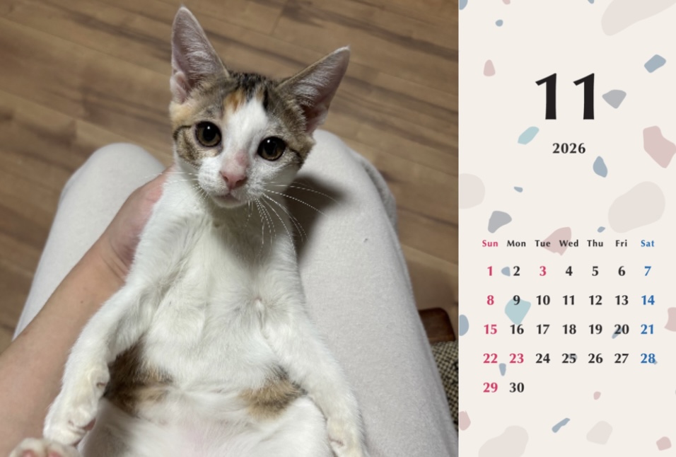 いよかん2026年カレンダーの画像