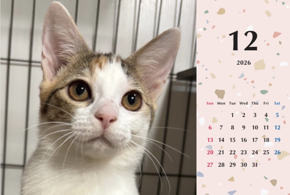 いよかん2026年カレンダーの画像