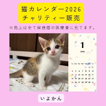 いよかん2026年カレンダーの画像