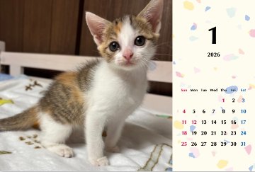 いよかん2026年カレンダーの画像