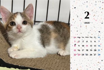 いよかん2026年カレンダーの画像