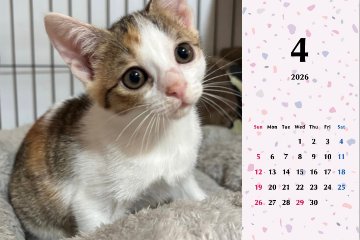 いよかん2026年カレンダーの画像