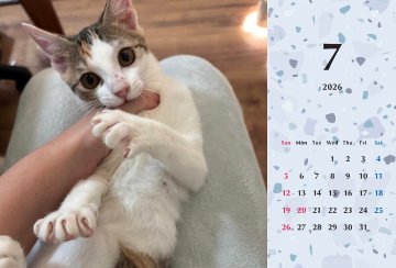 いよかん2026年カレンダーの画像