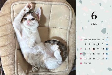 いよかん2026年カレンダーの画像