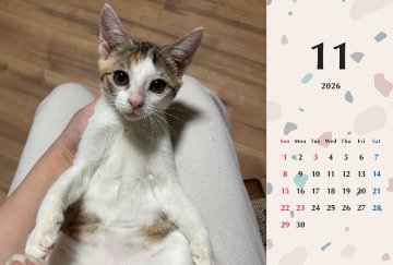 いよかん2026年カレンダーの画像