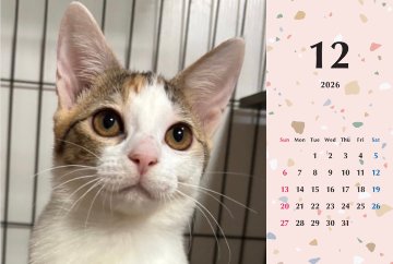 いよかん2026年カレンダーの画像