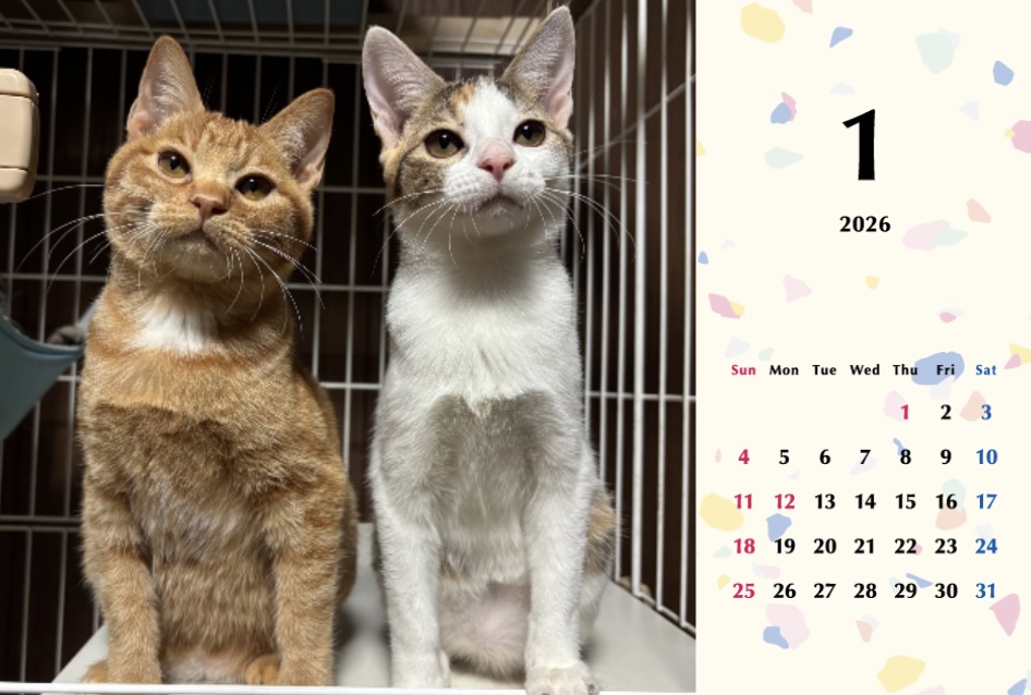 いよビス2026年カレンダーの画像