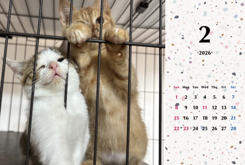 いよビス2026年カレンダーの画像