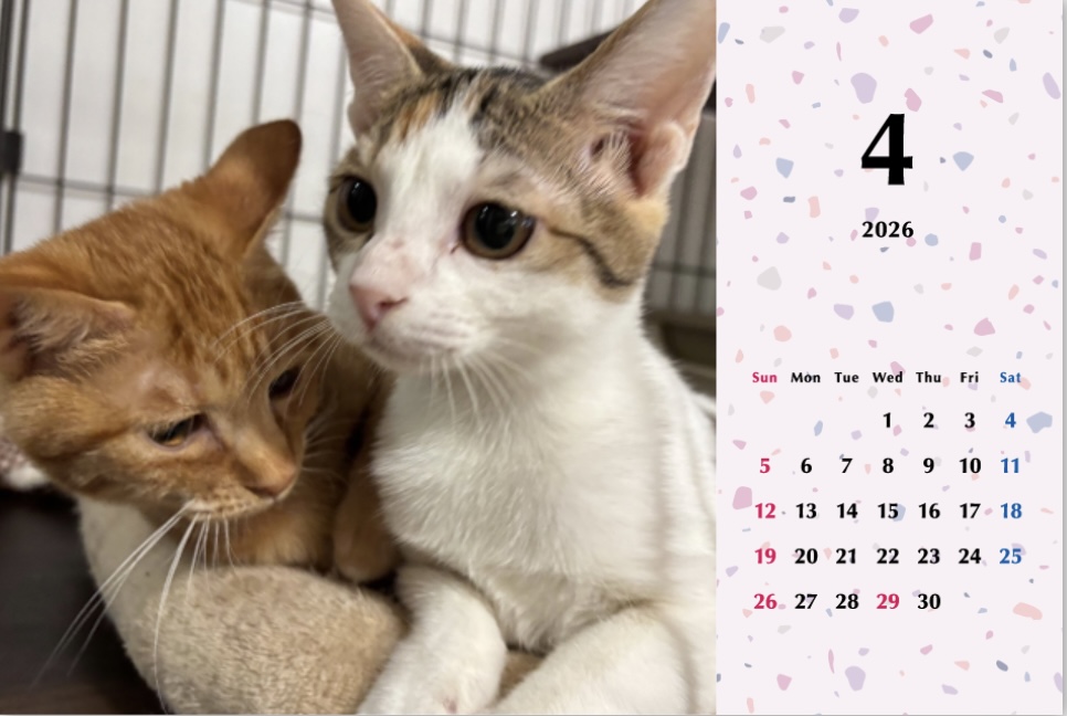 いよビス2026年カレンダーの画像