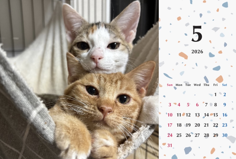 いよビス2026年カレンダーの画像